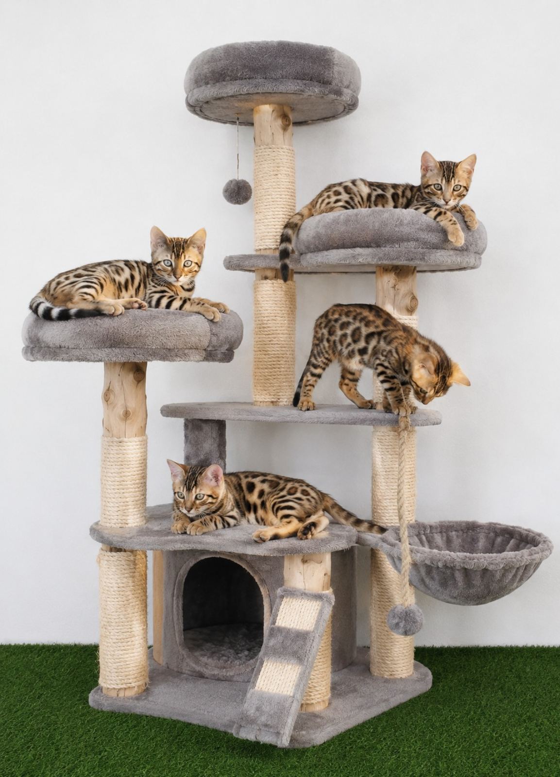 MMaestro_bengal macici — fotografija 11
