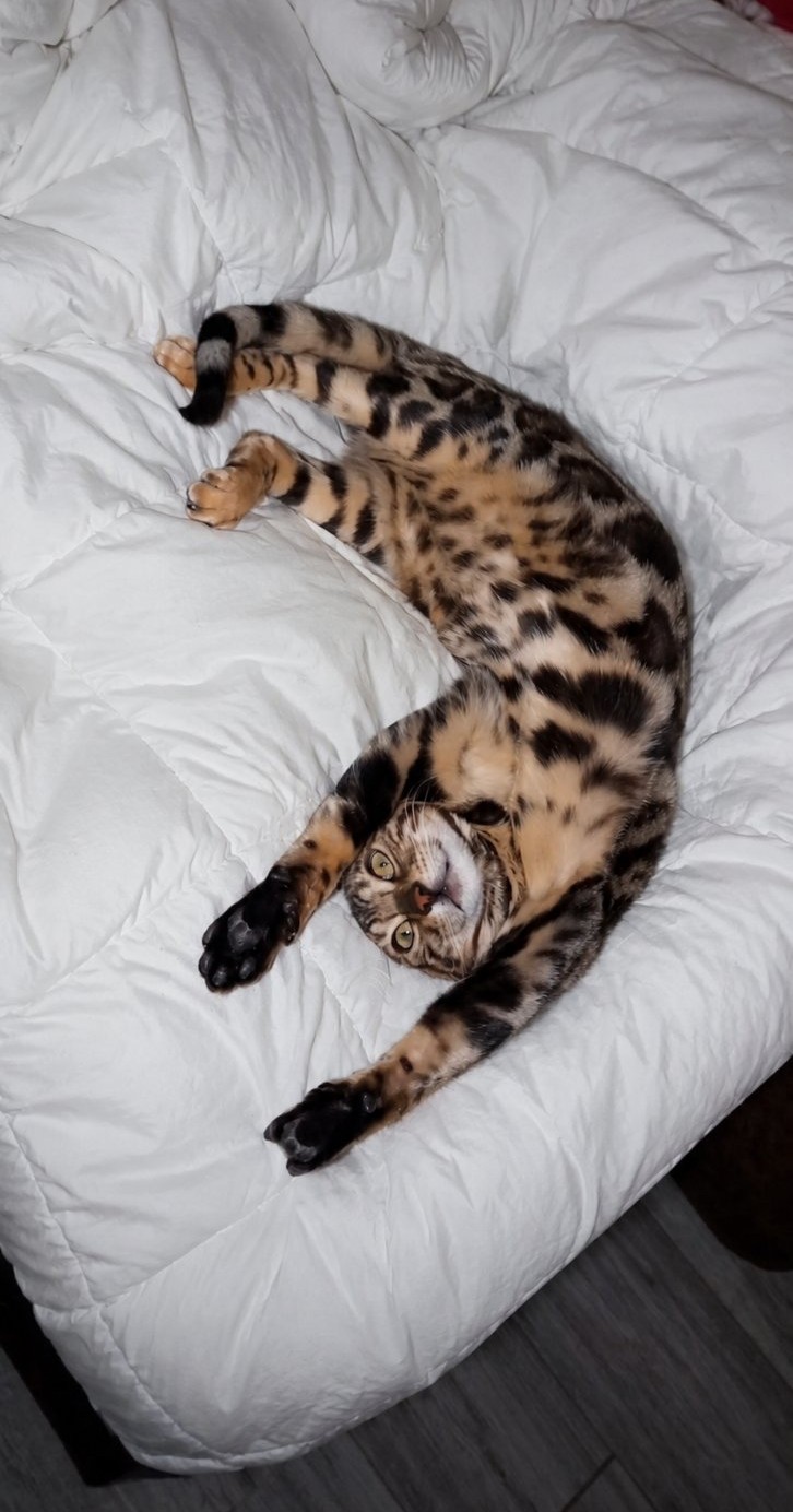 MMaestro_bengal macici — fotografija 5