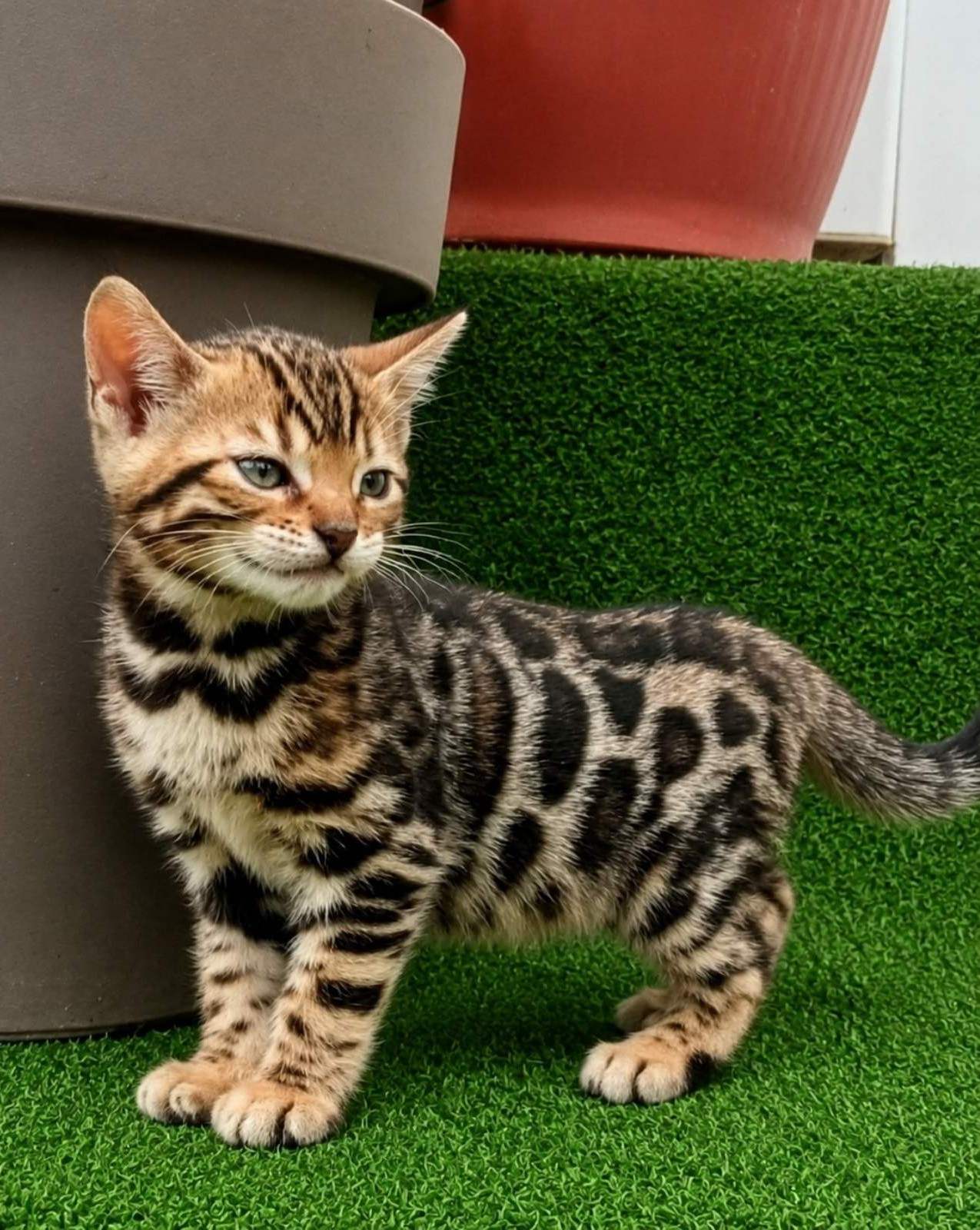 MMaestro_bengal macici — fotografija 6