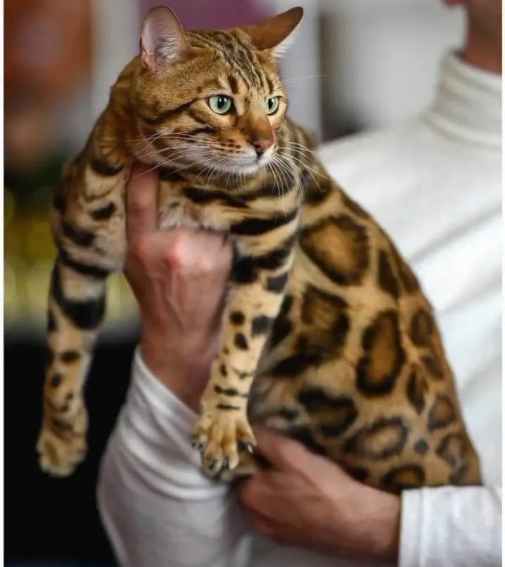 MMaestro_bengal macici — fotografija 7