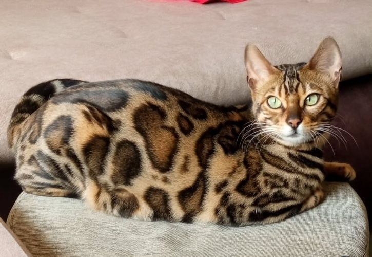 MMaestro_bengal macici — fotografija 8