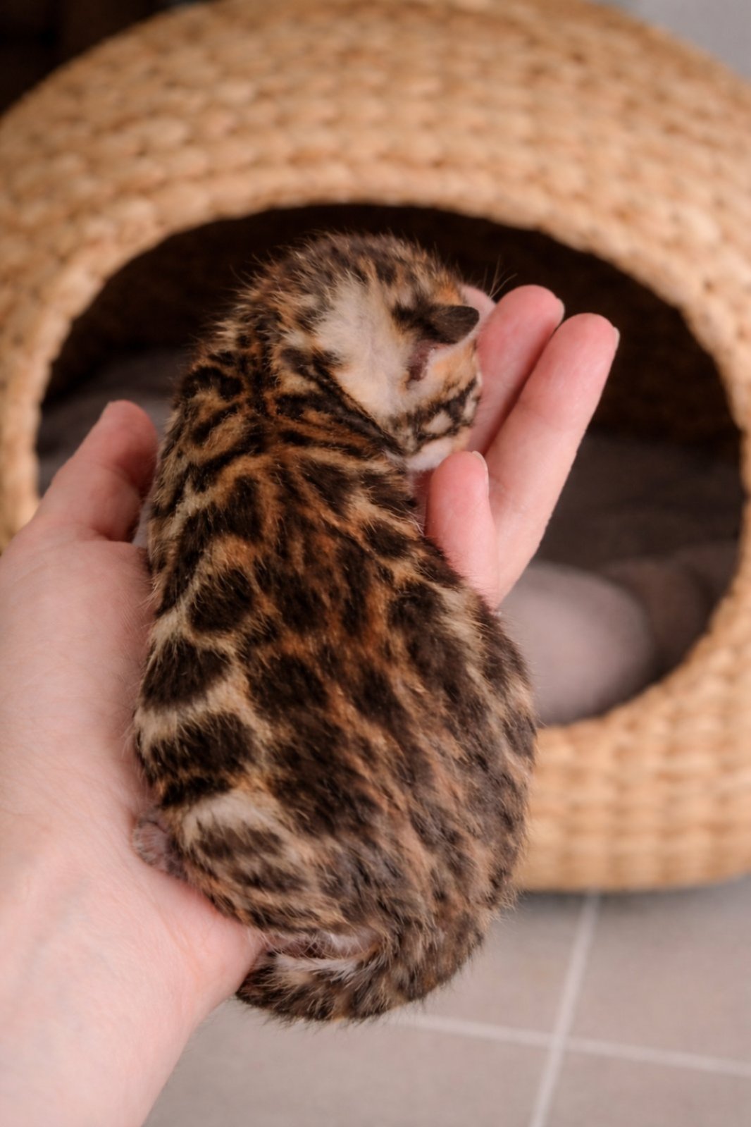 MMaestro_bengal macici — fotografija 9