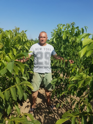 Sadnice voća – Kvalitetne sadnice iz Rasadnika Antić — fotografija 2
